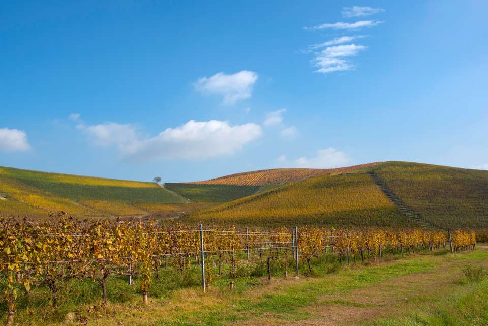 Gastronomic Barolo Walk - Exodus Adventure Travels - Italy - Image 11