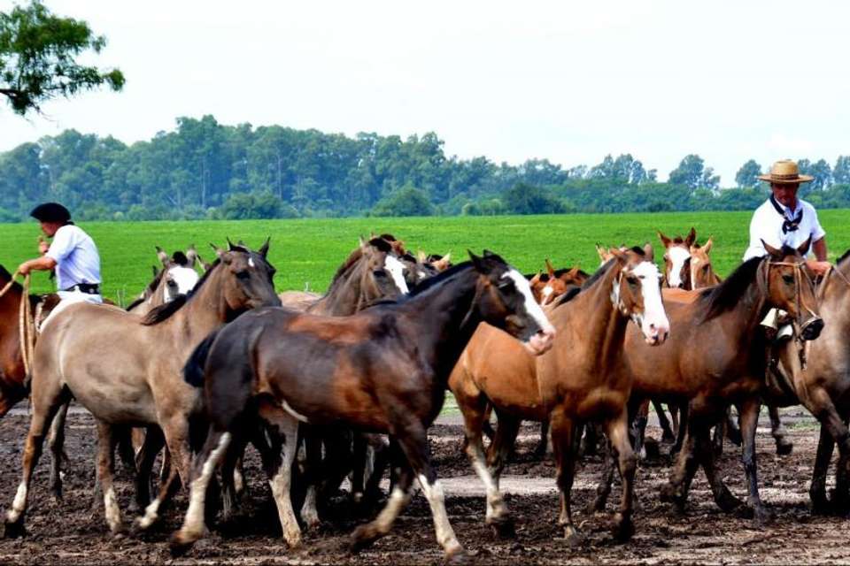 Gaucho Day Trip at Santa Susana Ranch from Buenos Aires - Tangol Tours - Argentina - Image 4
