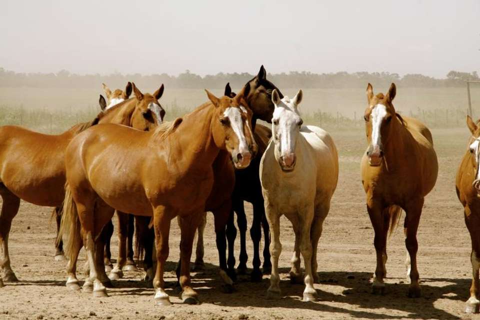 Gaucho Day Trip at Santa Susana Ranch from Buenos Aires - Tangol Tours - Argentina - Image 6