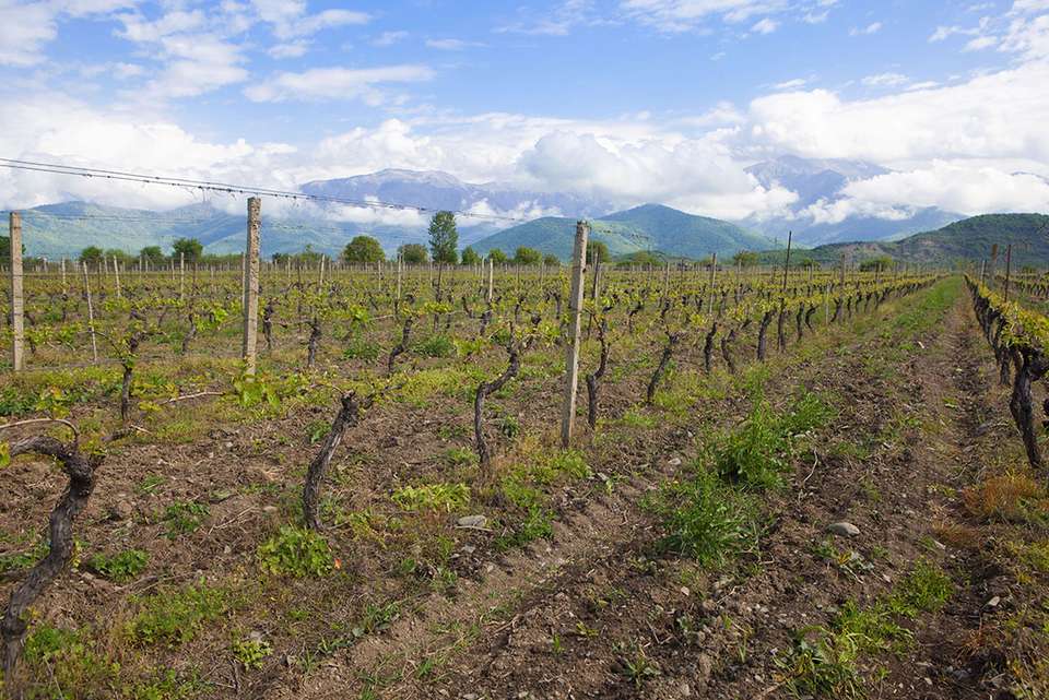 Georgia Real Food Adventure - Intrepid Travel - Armenia - Image 15
