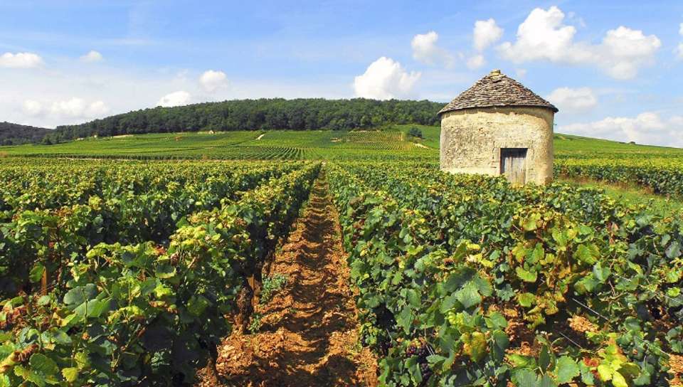 Fine Food and Wines on a Cruise through the Burgundy Region (port-to-port cruise) - undefined - Image 6