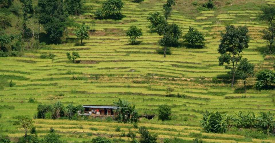 Ghandruk Loop Trek from Pokhara - Breakfree Adventures Pvt Ltd - Nepal - Image 4
