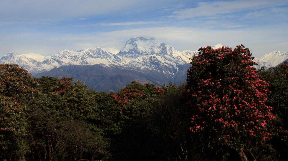 Ghorepani Poon Hill Trek: Five Days - Alpine Club Of Himalaya - Nepal - Image 4