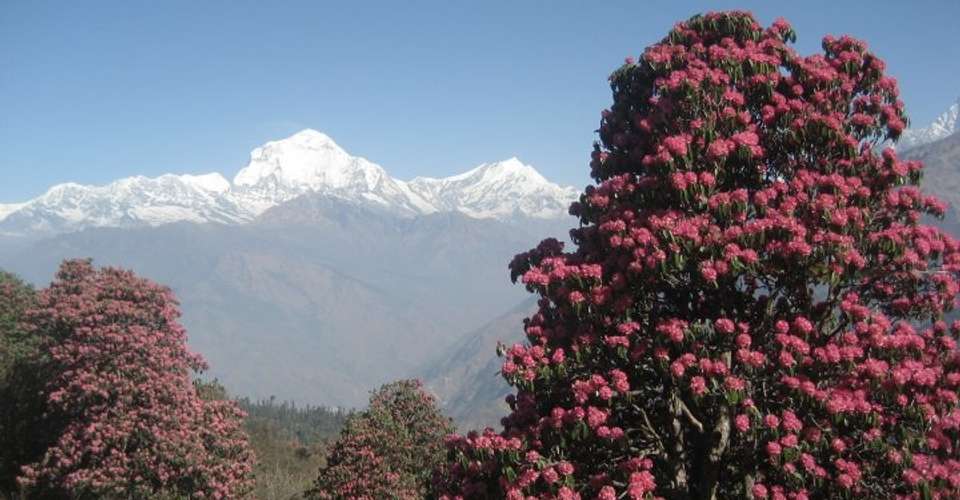 Ghorepani-Poonhill-Ghandruk trek - Nepal Eco Adventure Pvt Ltd - Nepal - Image 3