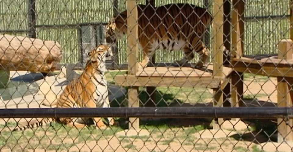 GIZA ZOO AND WILDLIFE TOUR IN CAIRO - Emo Tours - Egypt - Image 2