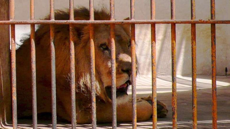 GIZA ZOO AND WILDLIFE TOUR IN CAIRO - Emo Tours - Egypt - Image 3