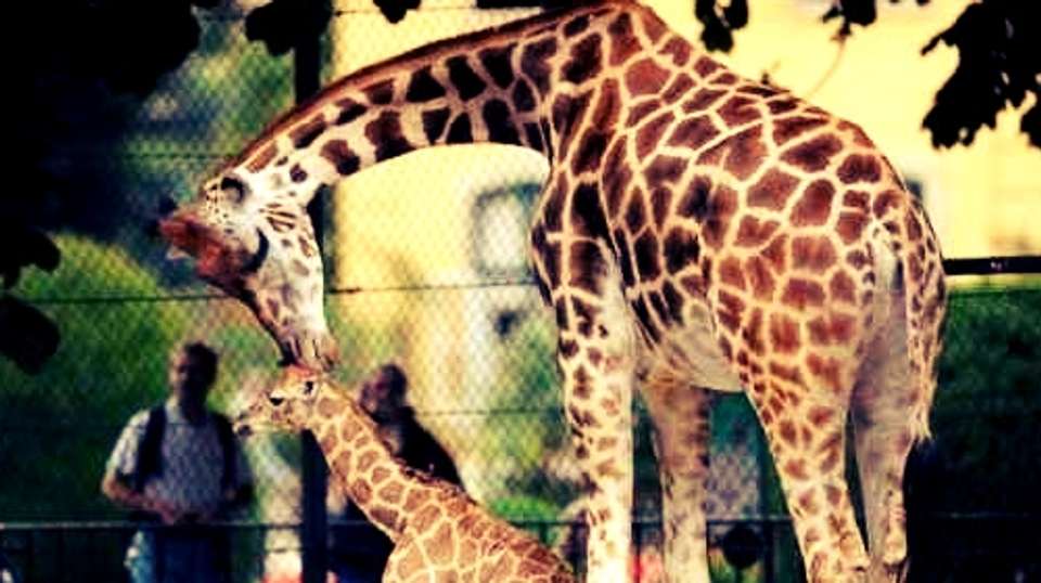 GIZA ZOO AND WILDLIFE TOUR IN CAIRO - Emo Tours - Egypt - Image 4