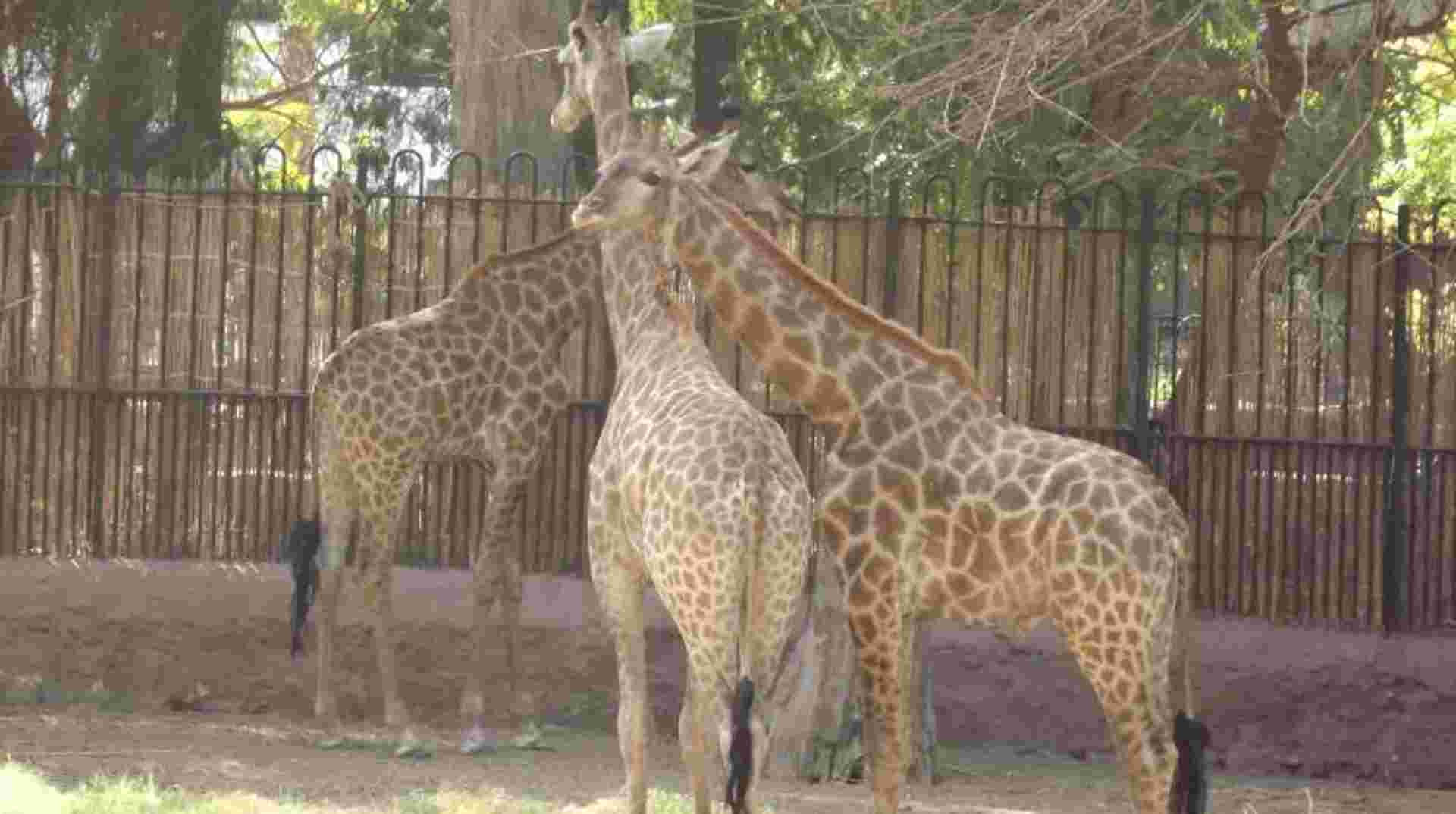 GIZA ZOO AND WILDLIFE TOUR IN CAIRO