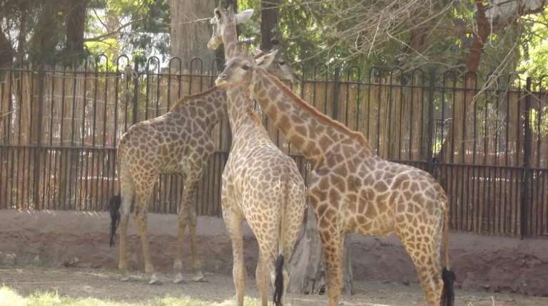 GIZA ZOO AND WILDLIFE TOUR IN CAIRO trip - alternative tour available