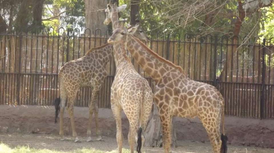 GIZA ZOO AND WILDLIFE TOUR IN CAIRO - Emo Tours - Egypt - Image 1