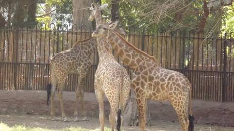 Giza Zoo And Wildlife Tour In Cairo - August 2026