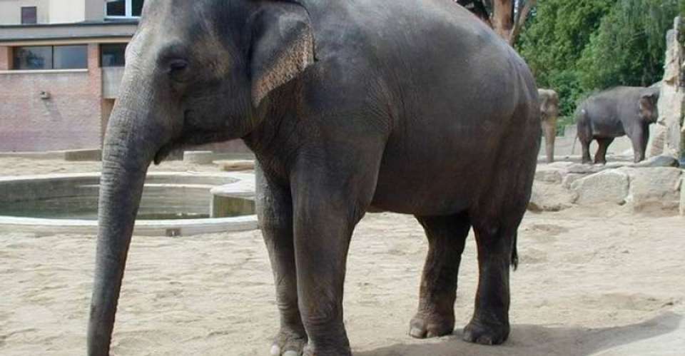 GIZA ZOO AND WILDLIFE TOUR IN CAIRO - Emo Tours - Egypt - Image 5