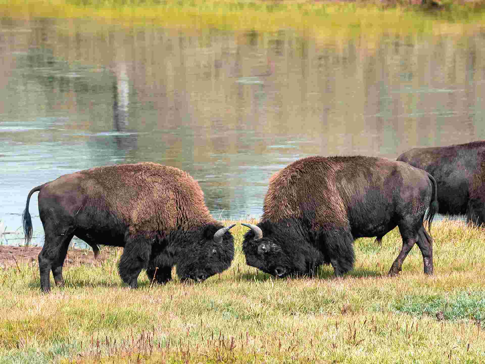 Glacier National Park & the Rockies - 7 days