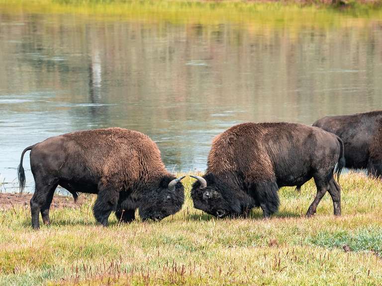Glacier National Park & the Rockies - 7 days trip - alternative tour available