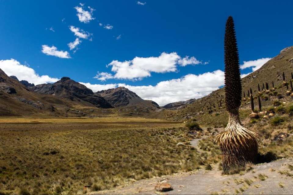 Glacier Pastoruri and Puya Raimondi Full Day Tour - Tangol Tours - Peru - Image 6