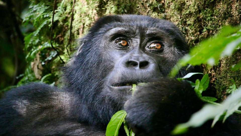 Glimpse of Gorillas - Indus Travels - Rwanda - Image 8