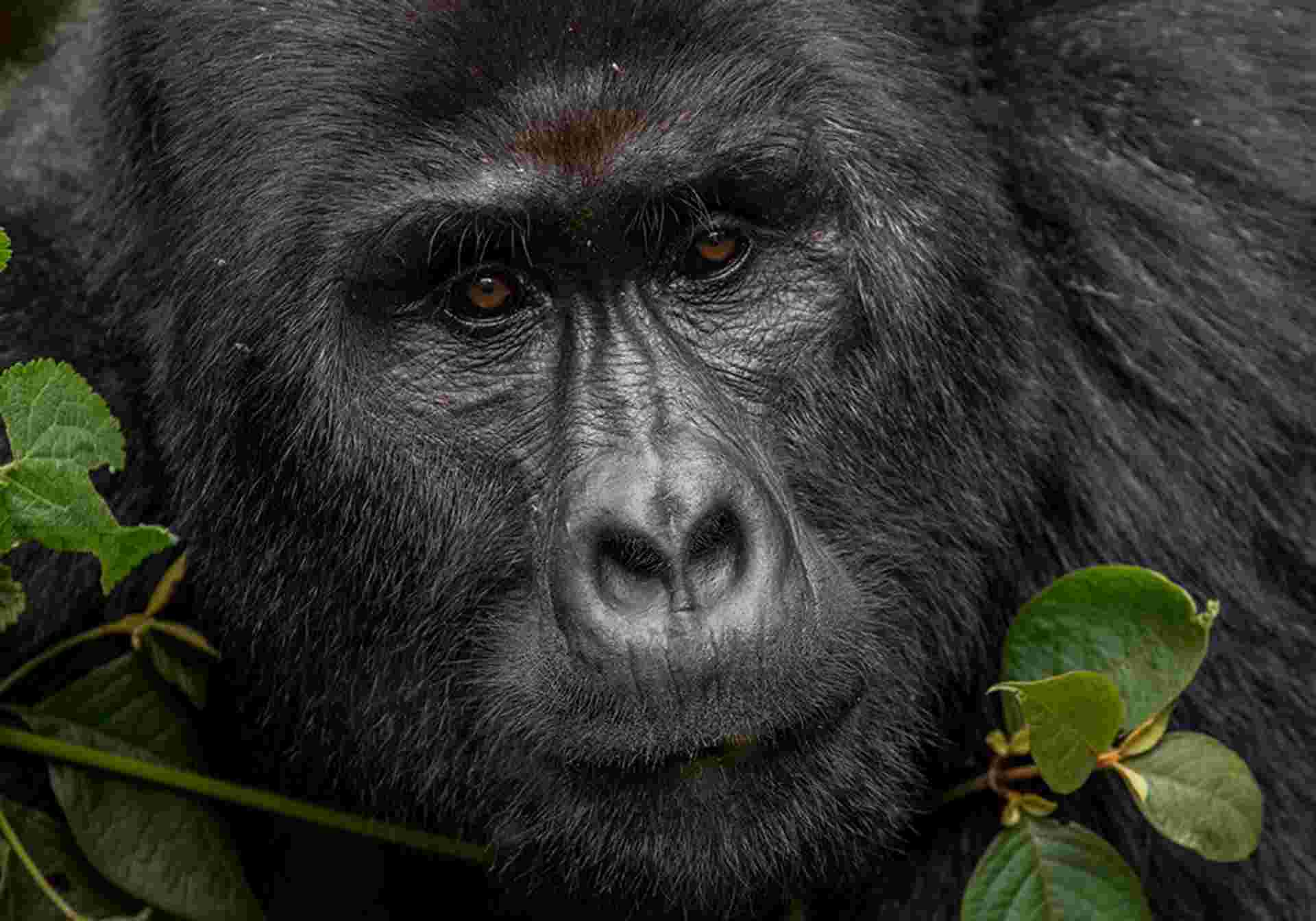 Glimpse of Gorillas