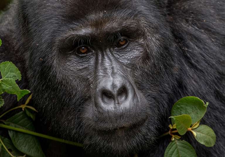 Glimpse of Gorillas - 4 days
