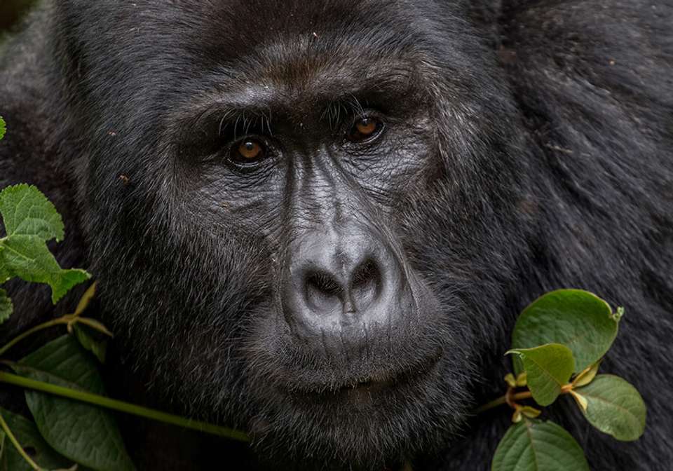 Glimpse of Gorillas - Indus Travels - Rwanda - Image 1