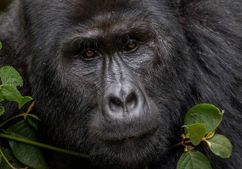 Gorilla And Chimpanzee Tracking Tour: Glimpse Of Gorillas