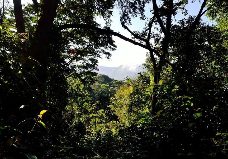 Glimpse of Gorillas - Indus Travels - Rwanda - Image 2