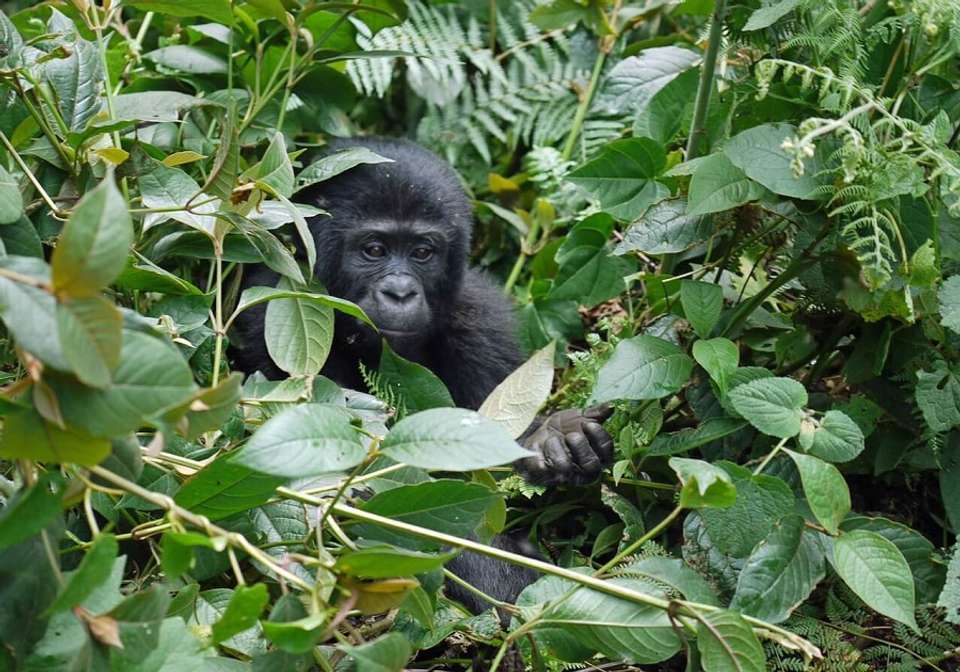 Glimpse of Gorillas - Indus Travels - Rwanda - Image 4