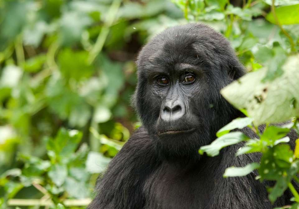 Glimpse of Gorillas - Indus Travels - Rwanda - Image 6