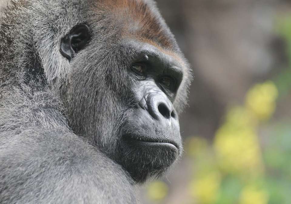Glimpse of Gorillas - Indus Travels - Rwanda - Image 7