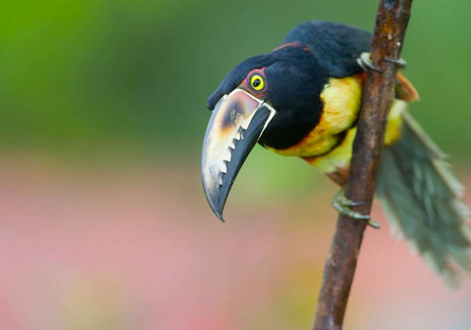 Glimpse of Panama - Indus Travels - Panama - Image 6