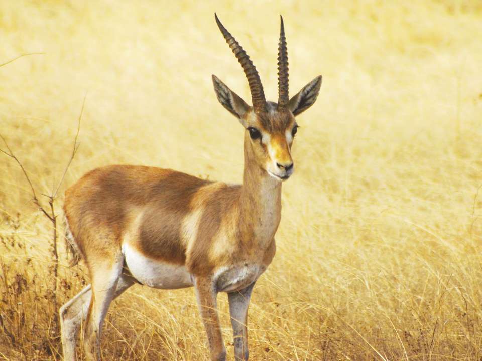 Golden Triangle & Leopards (4 Star) - 7 days - On The Go Tours - India - Image 6