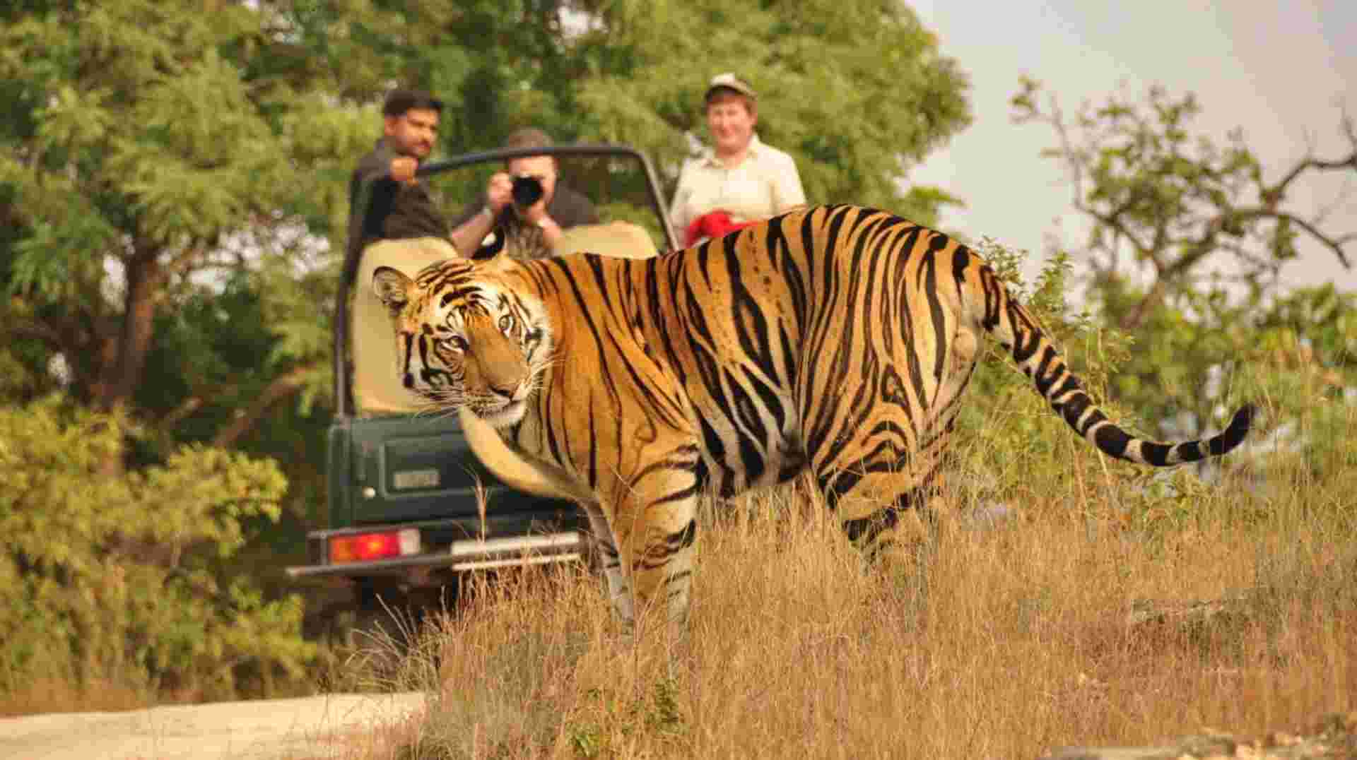 Golden Triangle India Tour with Wildlife