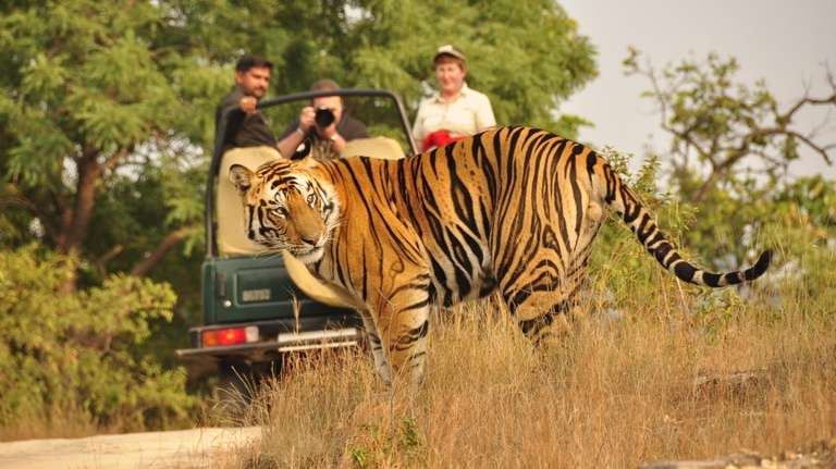 Golden Triangle India Tour with Wildlife