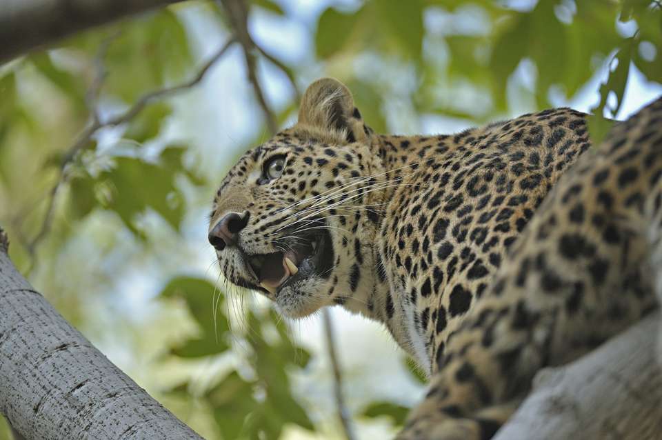 Golden Triangle Of India & Tigers, Private Tour - Destination Services - India - Image 6