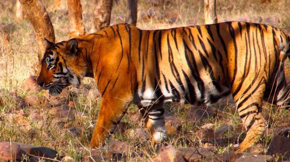 Golden Triangle Tour with Tiger - Memorable India Journeys Pvt. Ltd. - India - Image 2