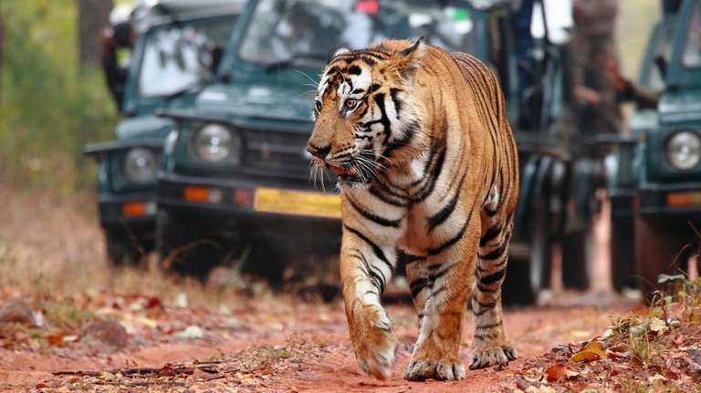 Golden Triangle With Ranthambore
