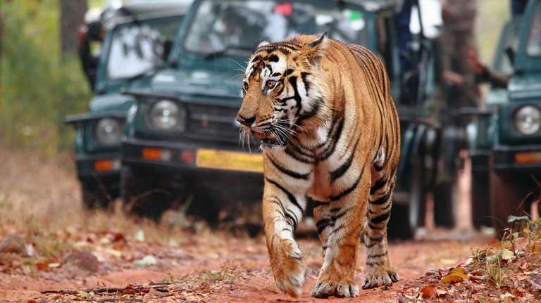 New Delhi Wildlife safaris and game drives Tour: Golden Triangle with Ranthambore and Varanasi