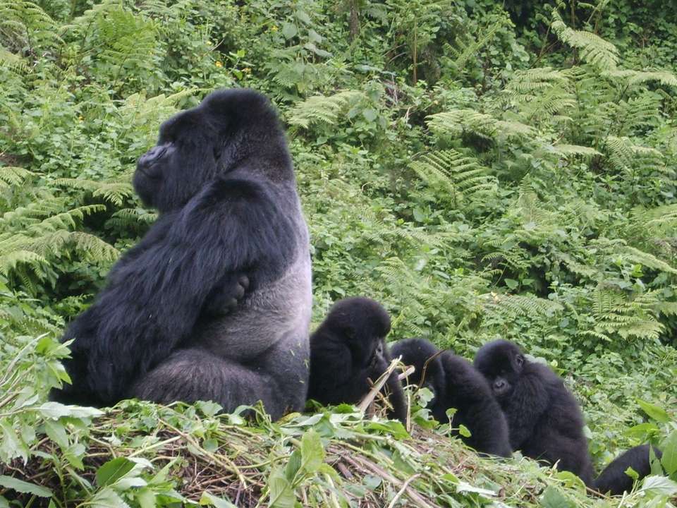 Gorilla Express - 4 days - On The Go Tours - Rwanda - Image 2