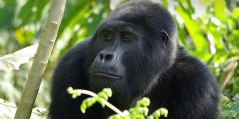 Explorer Tour: Gorilla Trek Independent Adventure