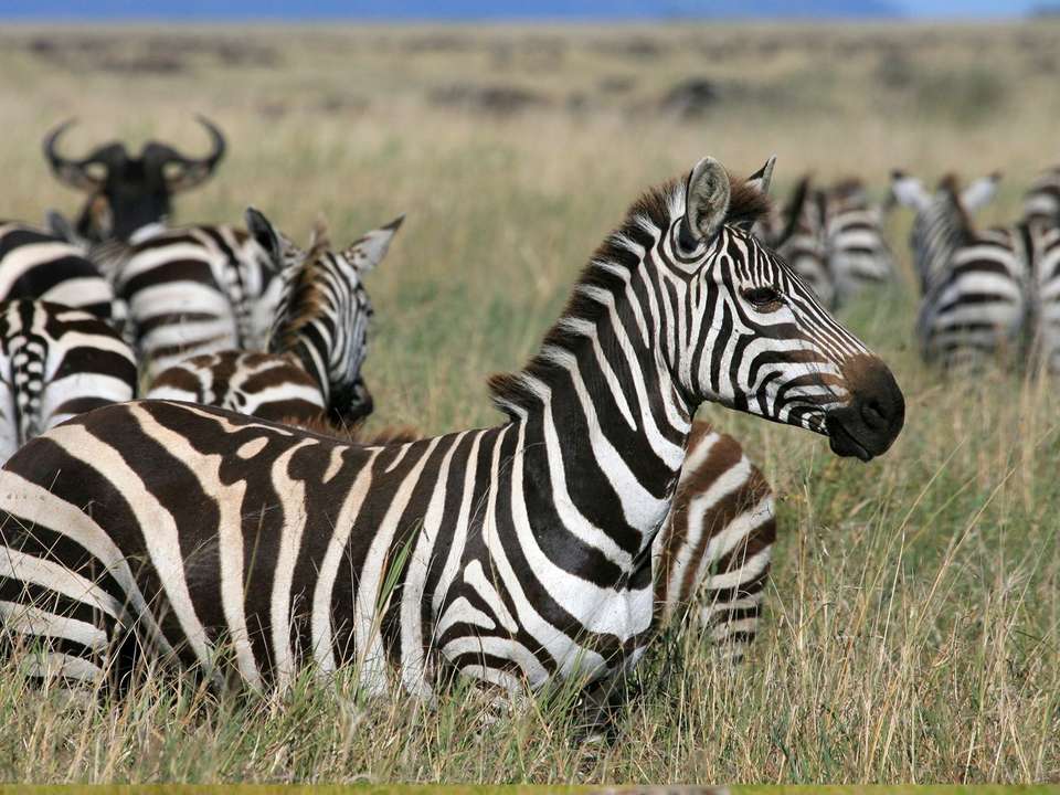 Gorilla Trek, Kenya & Tanzania - 28 days - undefined - Image 10