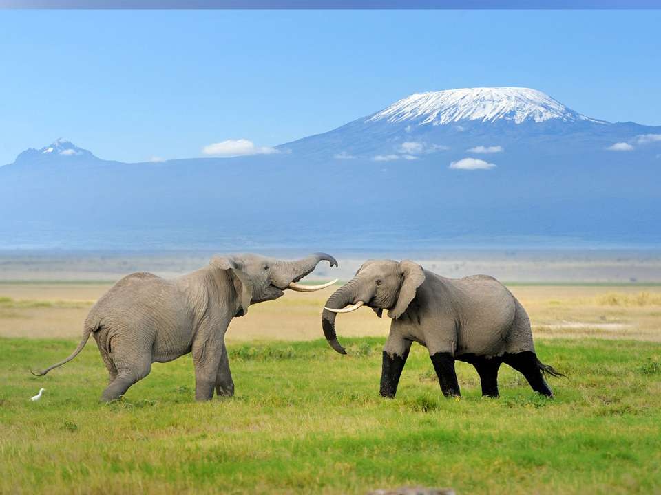 Gorilla Trek, Kenya & Tanzania - 28 days - undefined - Image 12