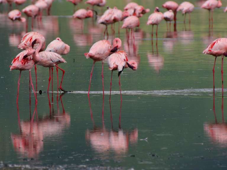 Gorilla Trek, Kenya & Tanzania (Accommodated) - 28 days trip - alternative tour available
