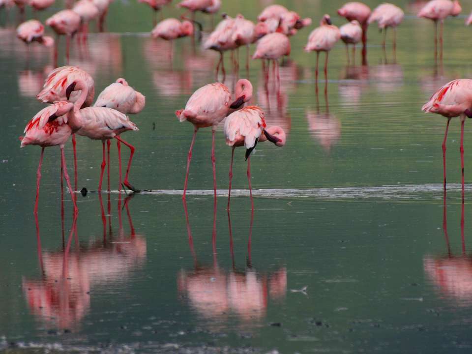Gorilla Trek, Kenya & Tanzania (Accommodated) - 28 days - undefined - Image 1