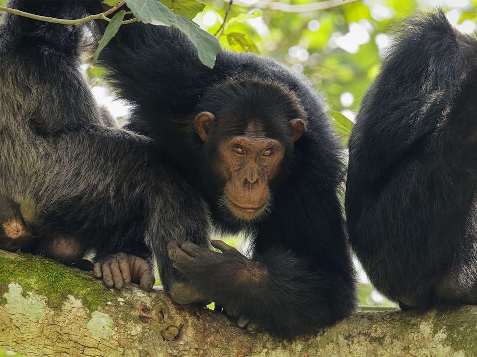 Gorilla Trek, Kenya & Tanzania (Accommodated) - 28 days - undefined - Image 4