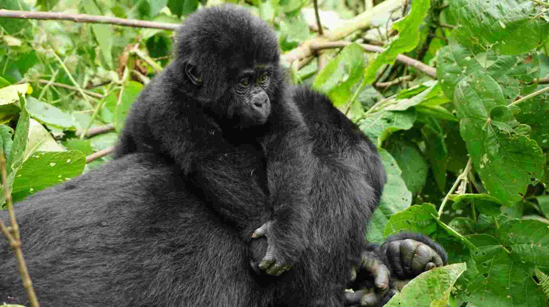 Gorilla Trekking In Uganda