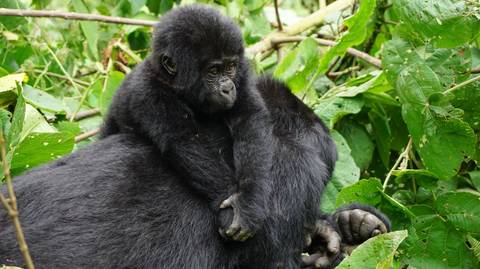 Gorilla And Chimpanzee Tracking Tour: Gorilla Trekking In Uganda