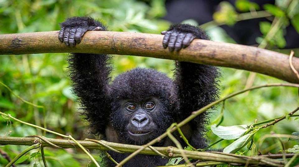 Gorilla Trekking In Uganda - Arrive Africa Safaris - Uganda - Image 3