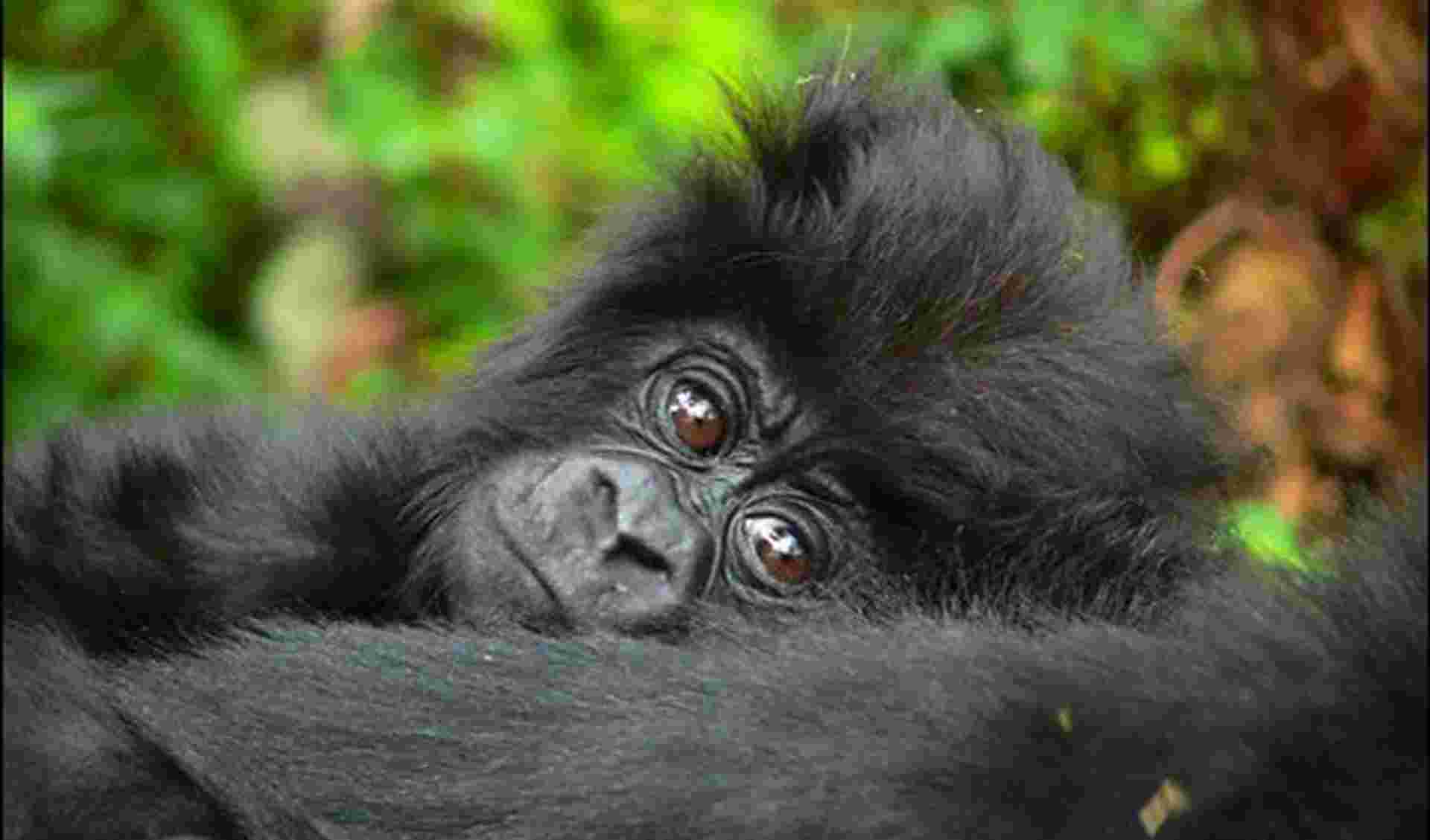 Gorillas & Chimps Safari 7D/6N