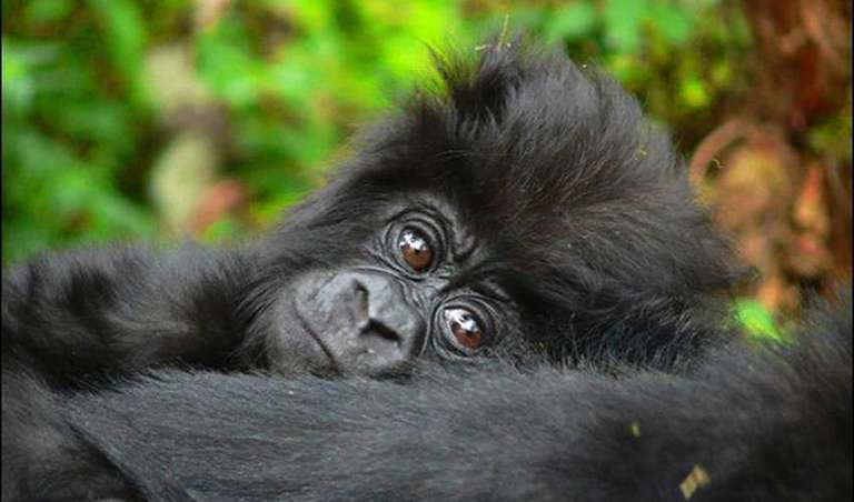 Uganda Tours for Young Adults: Gorillas & Chimps Safari 7D/6N