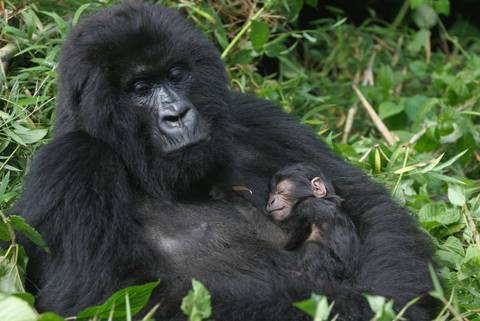 Gorillas & East Africa Safari - July 2027