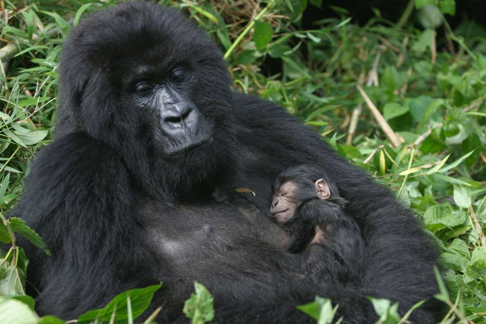 Gorillas & East Africa Safari - Intrepid Travel - Rwanda
